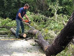 Best Palm Tree Trimming  in Deland Southwest, FL