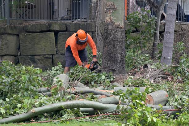 Tree and Shrub Care in Deland Southwest, FL